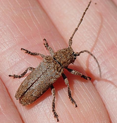 Réf. 191 129 : Niphona picticornis